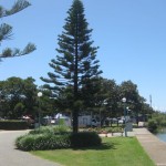 Last time we saw Norfolk Pines was in Manly in NSW.