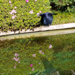 Currawong in Flight