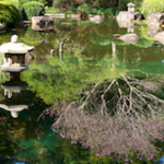 Reflected Japanese Garden