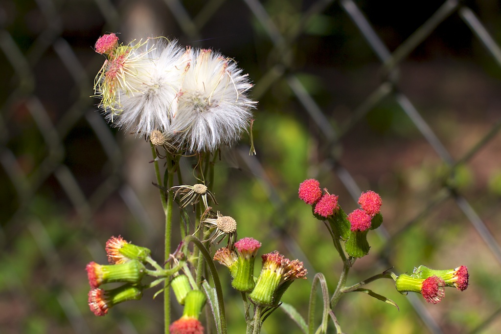 Hedge Flowers