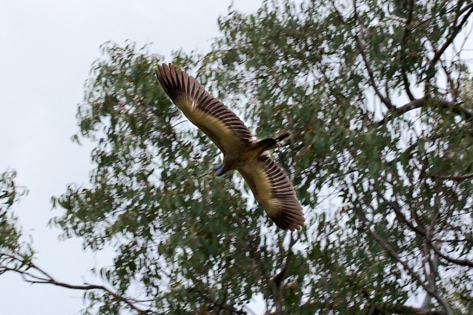 flying heron