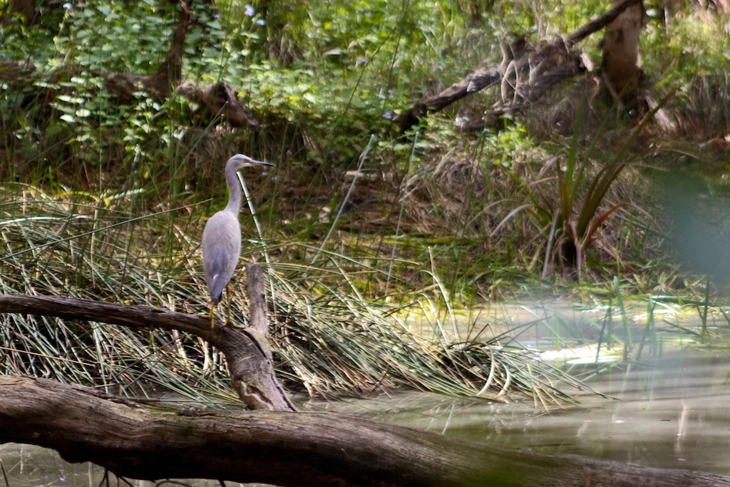 Heron