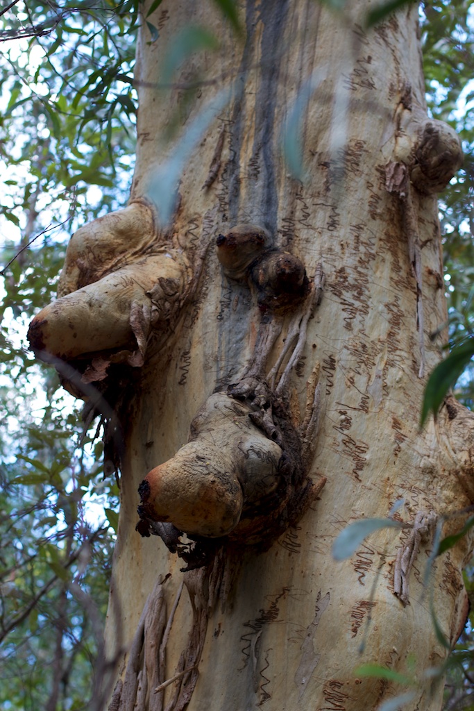 Knobbly Tree