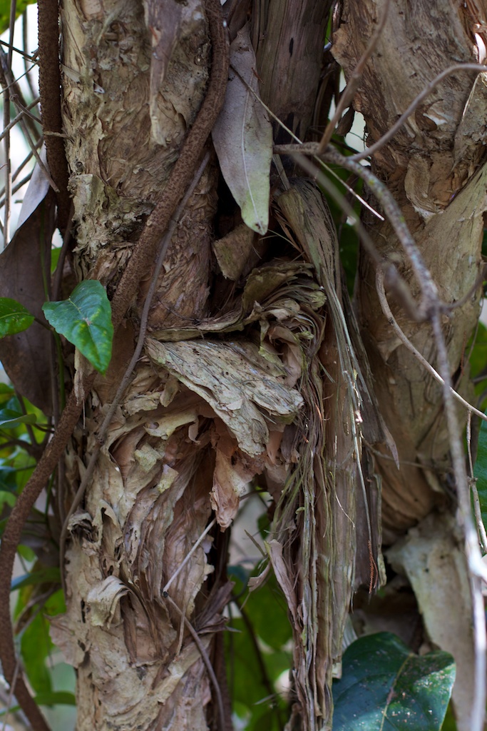 paper bark