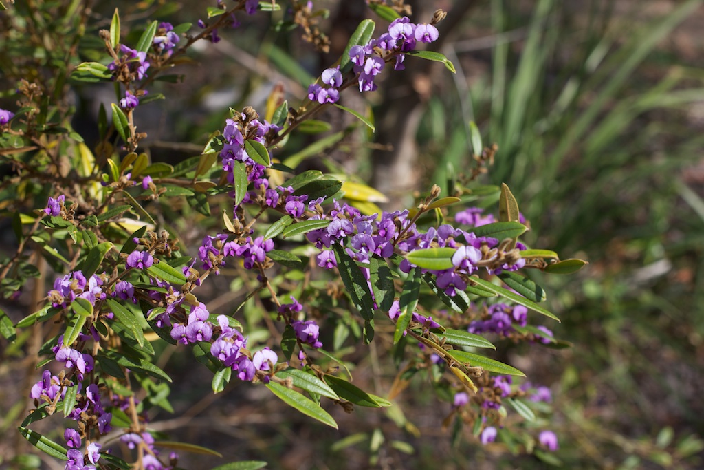 Spring Flowers