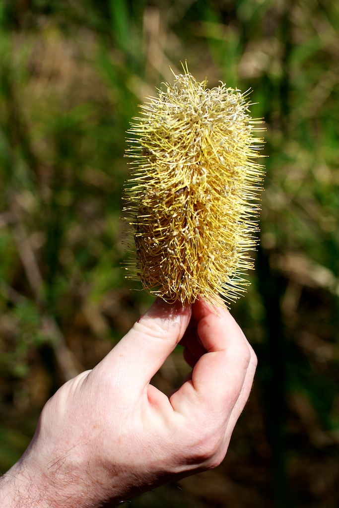 Wattle