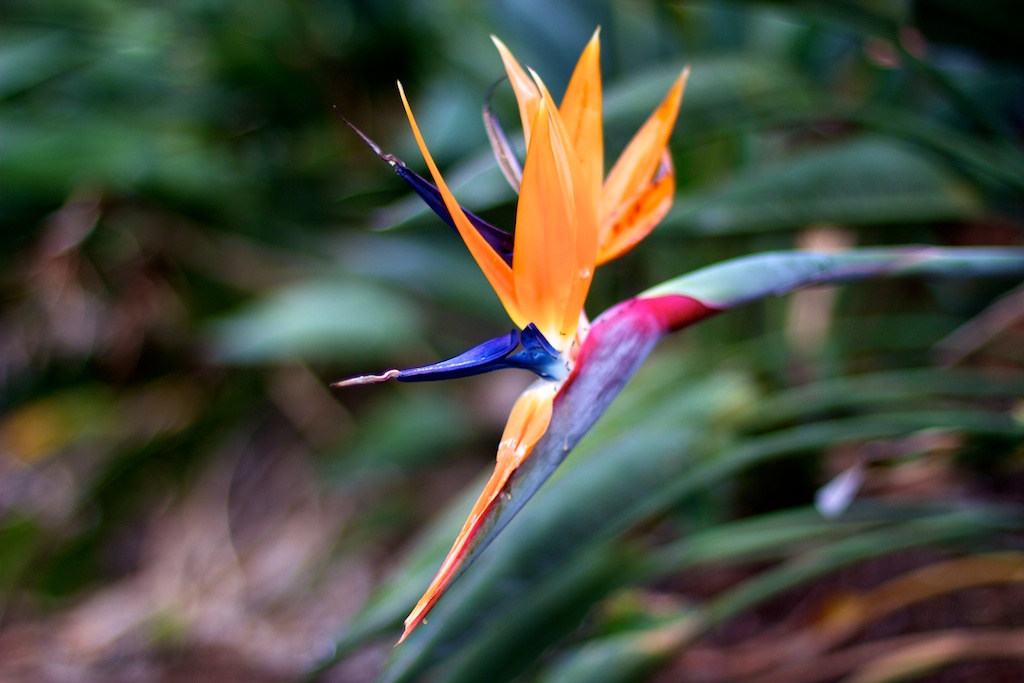 Bird of Paradise