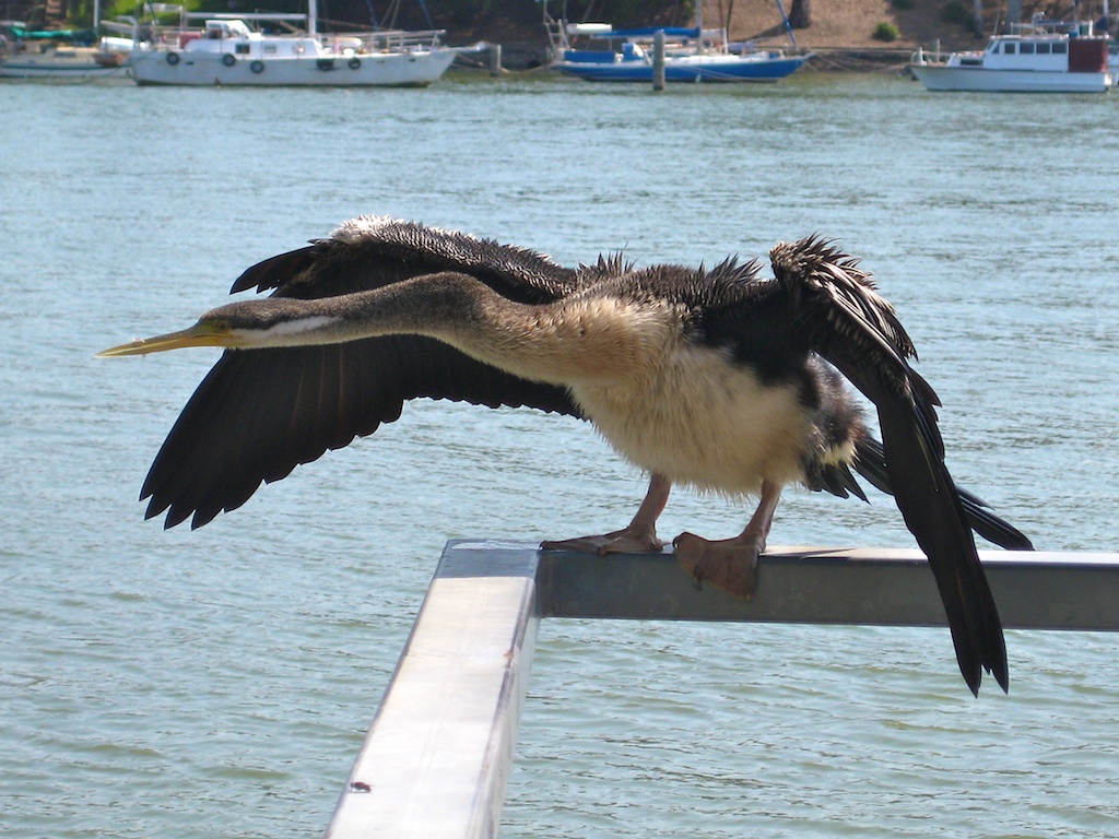 Cormorant