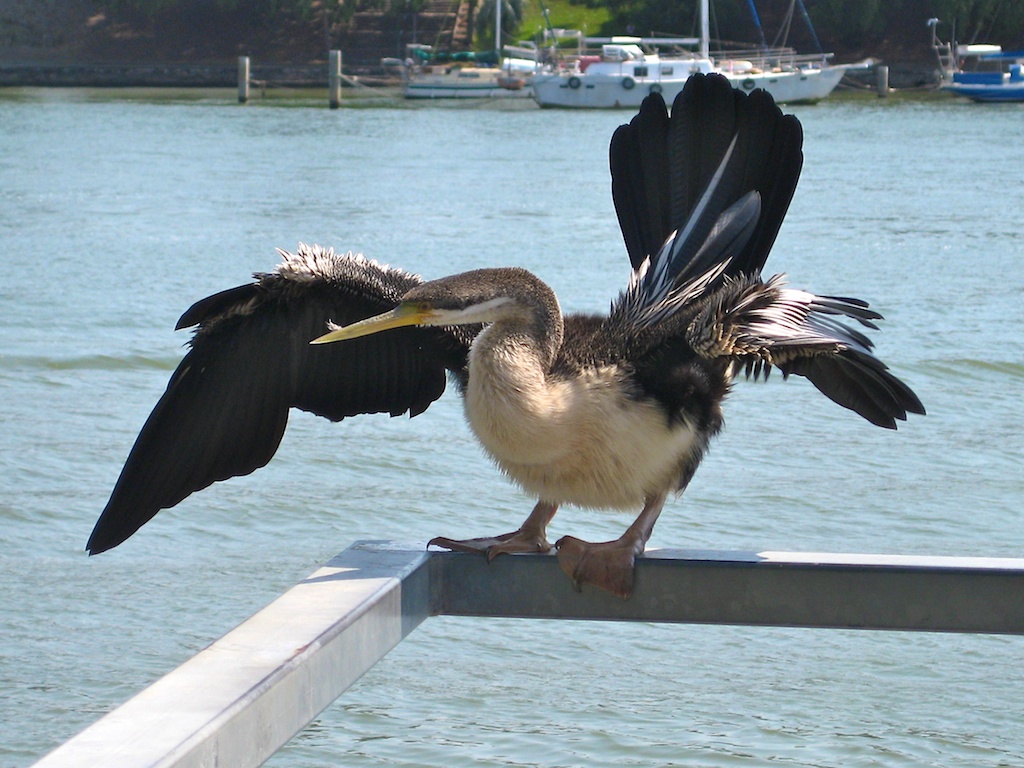 Cormorant