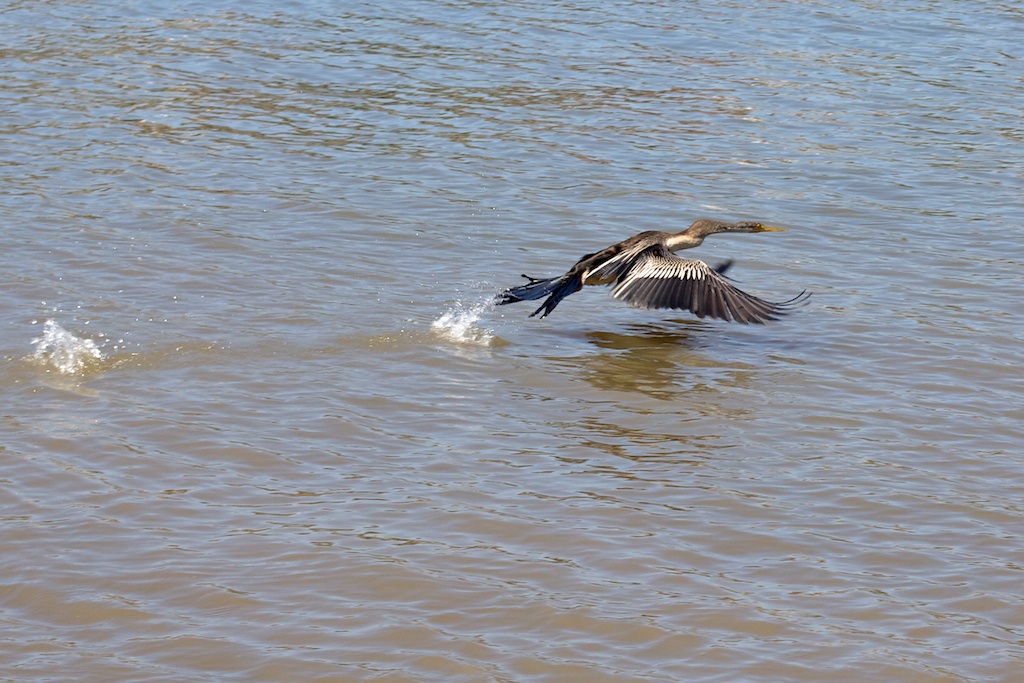 Cormorant departing