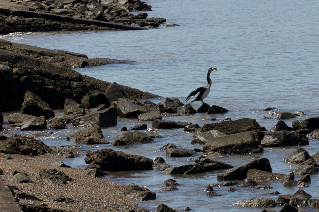 Cormorant swallowing Fish