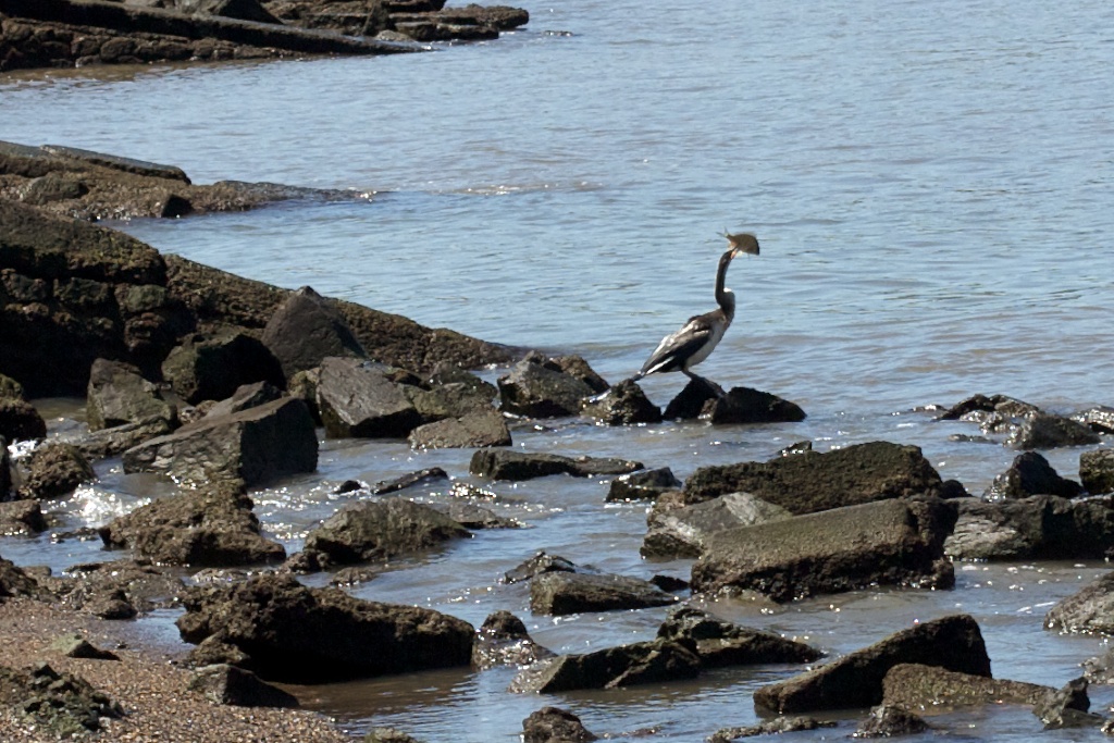 Cormorant with Fish