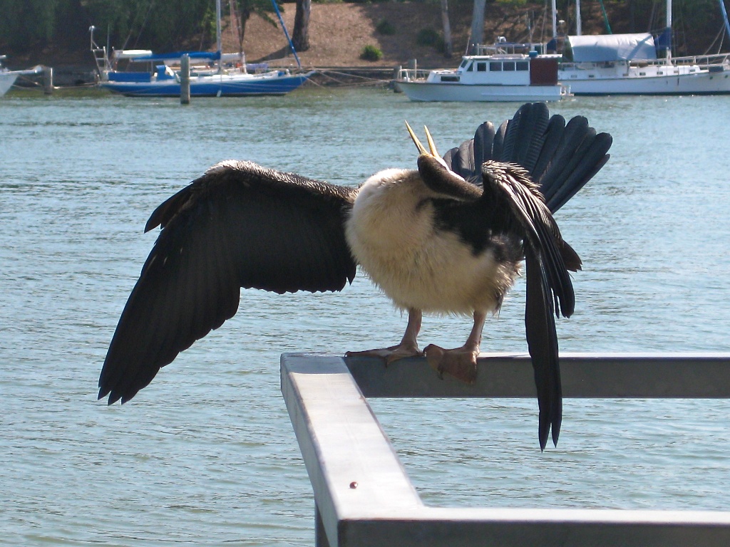 Cormorant