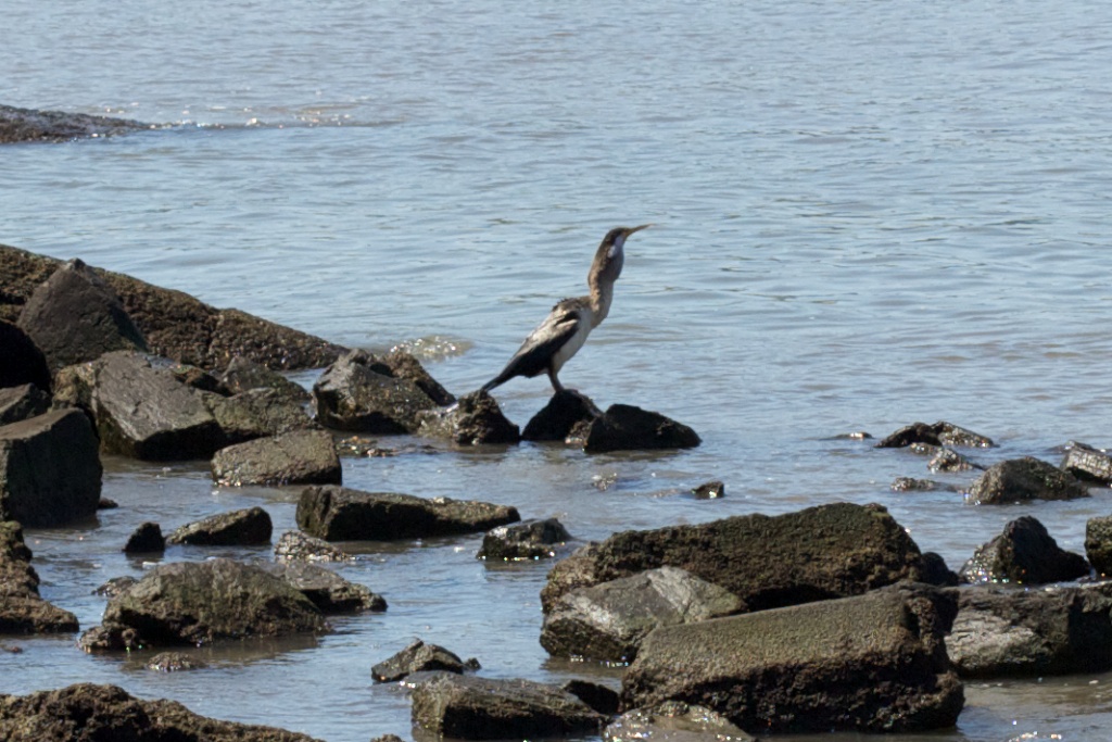 Cormorant with Fish