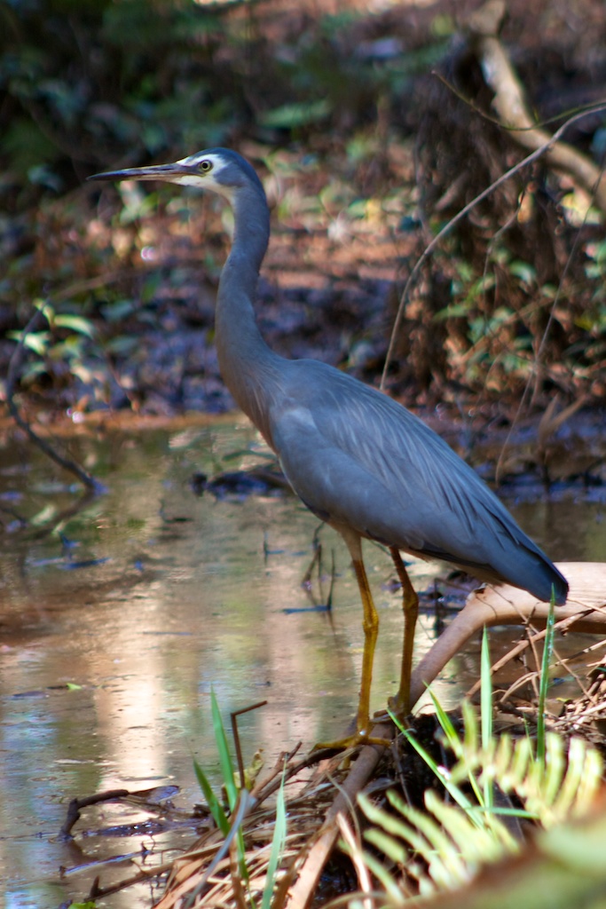 Heron