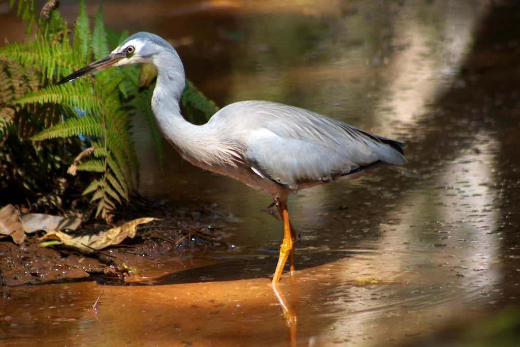 Heron