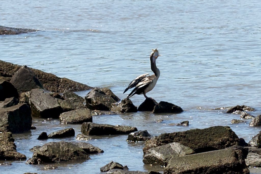 Cormorant swallowing Fish