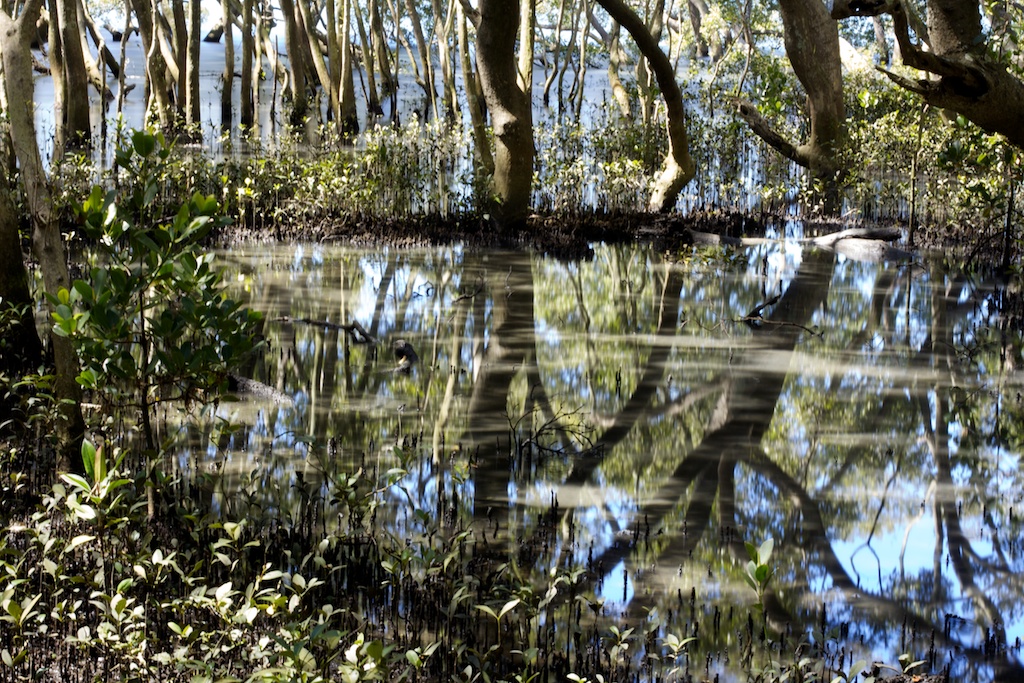 Mangrove Reflections