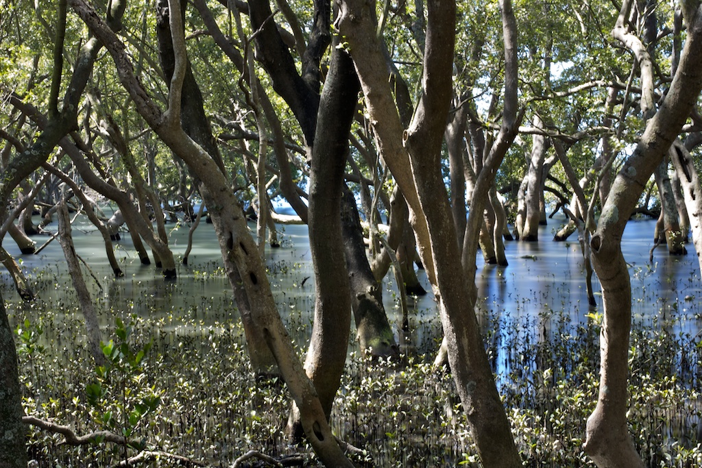 Mangroves