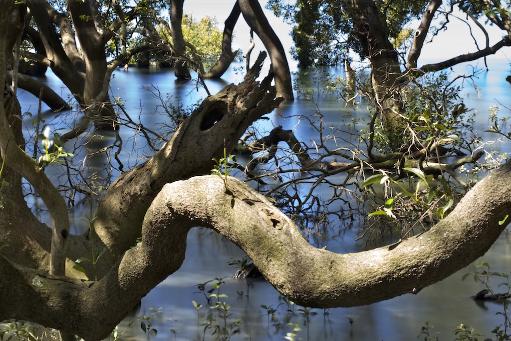 Mangroves