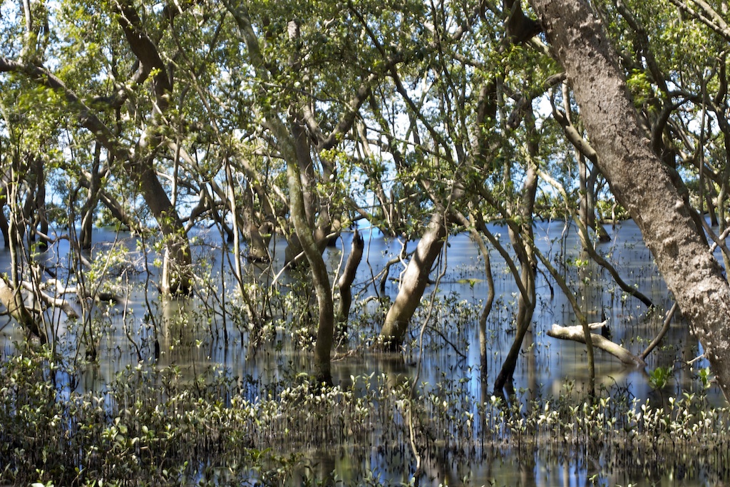 Mangroves