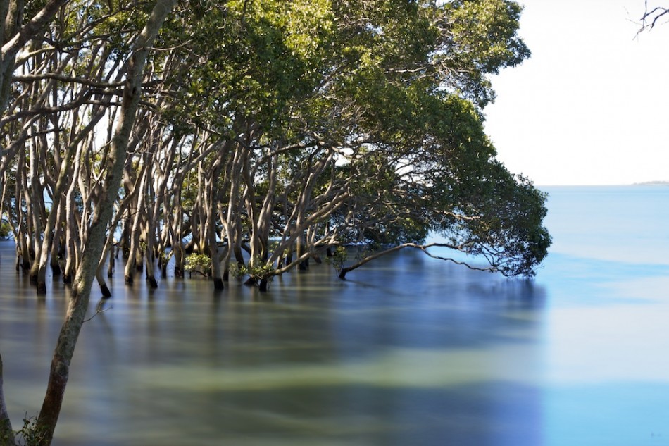 Moreton Bay