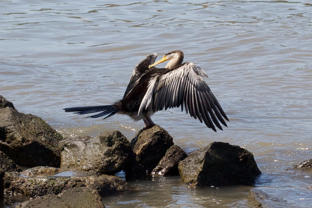 Cormorant