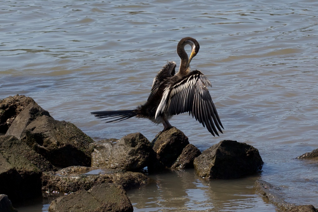 Post-dinner preening