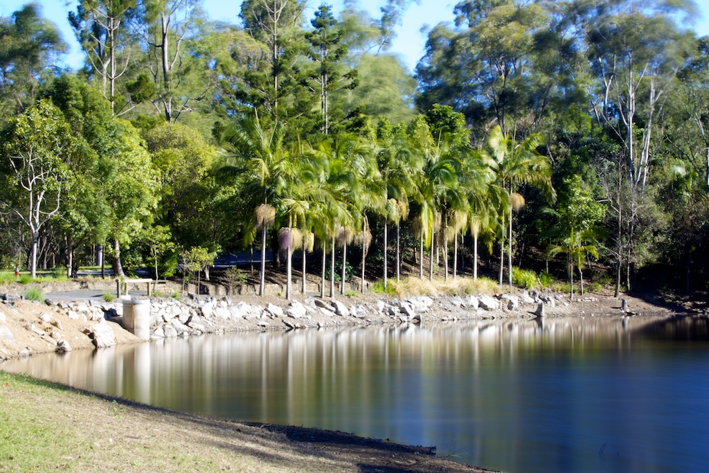 Reflected Palms