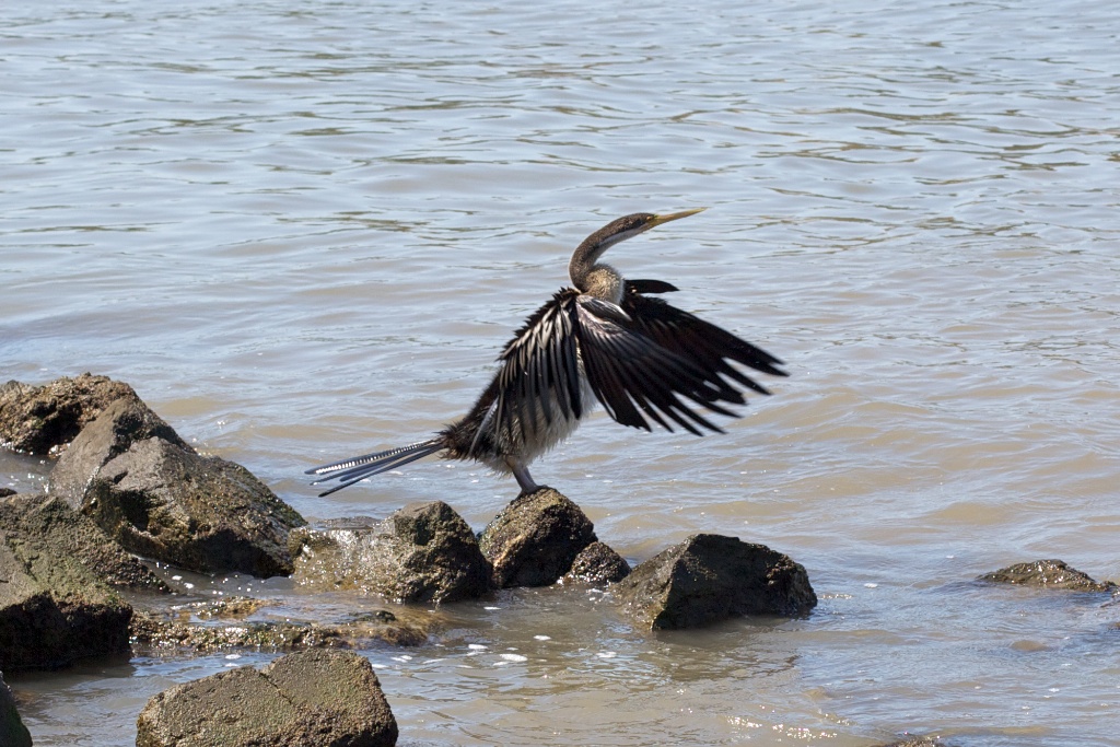 Sated Cormorant drying its wings