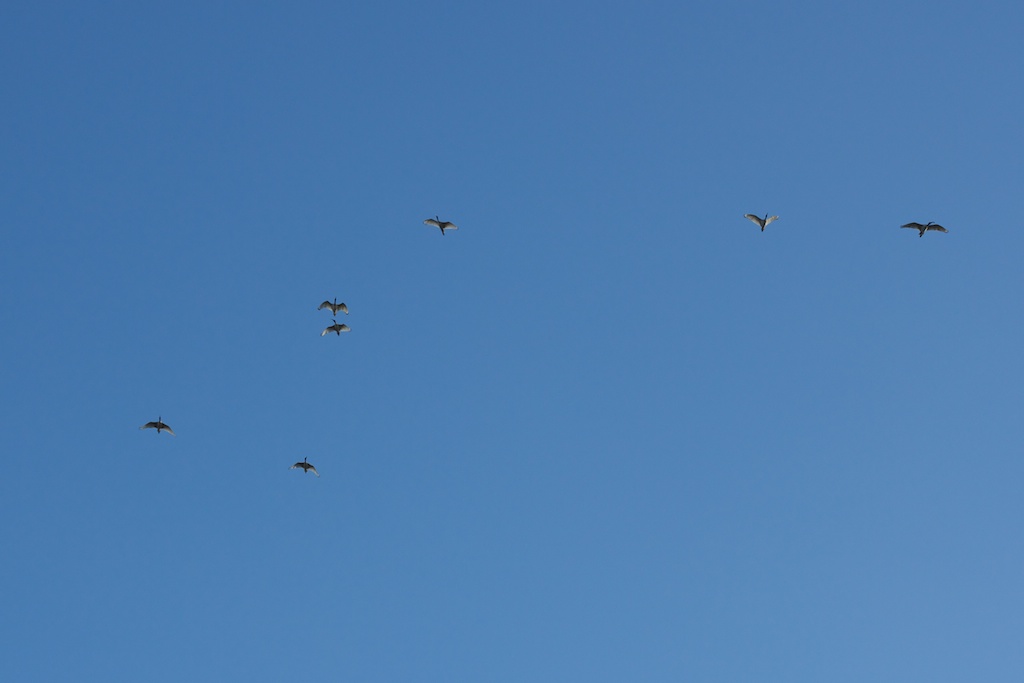 Unhappy Ibises