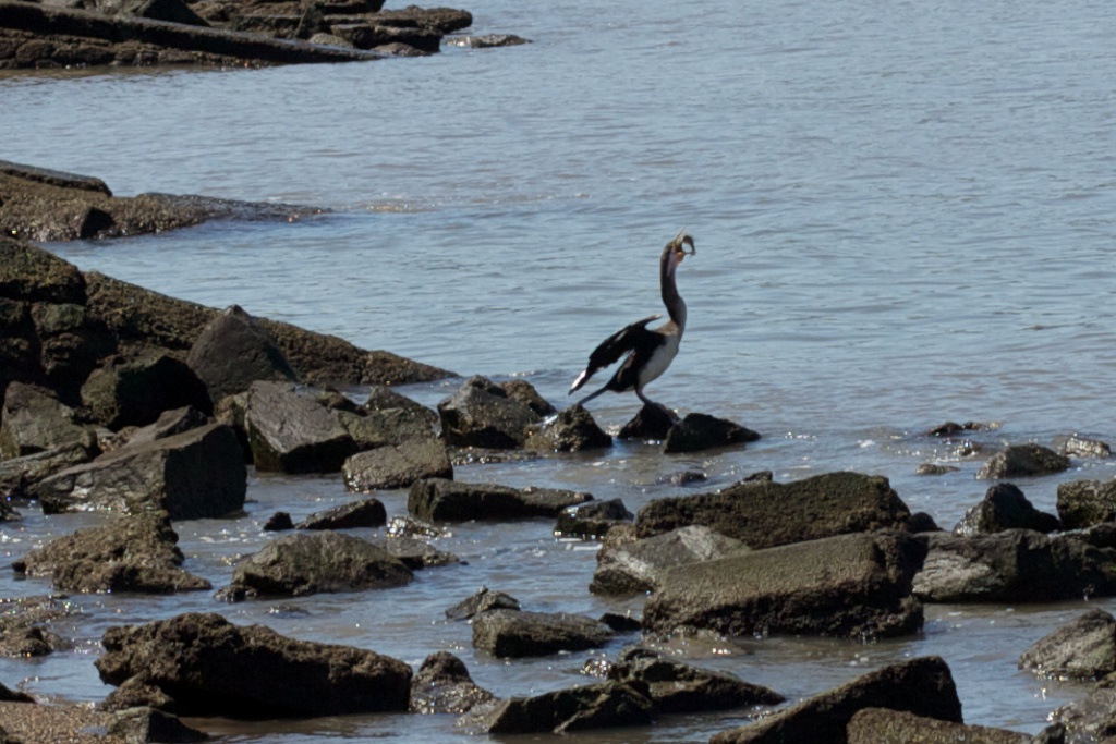 Cormorant with Fish