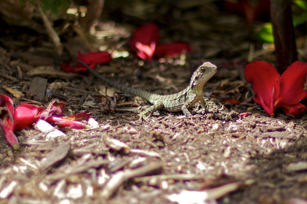 Baby Lizard