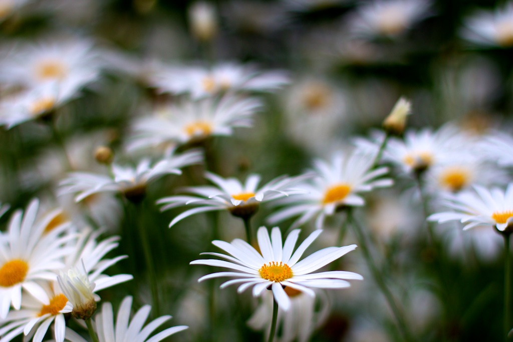 Daisies