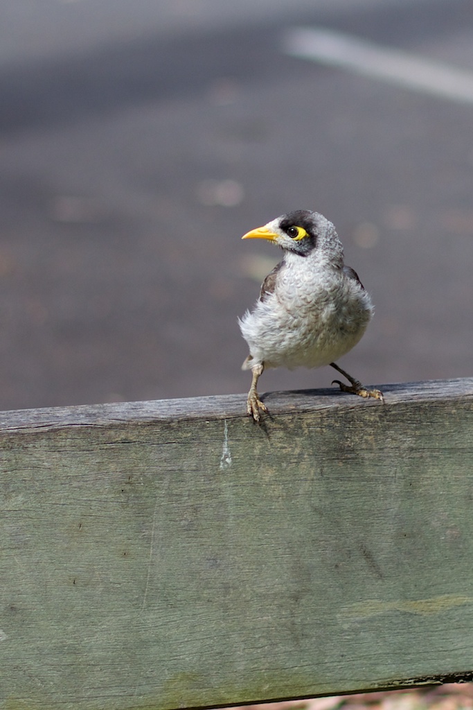 Noisy Miner Portrait