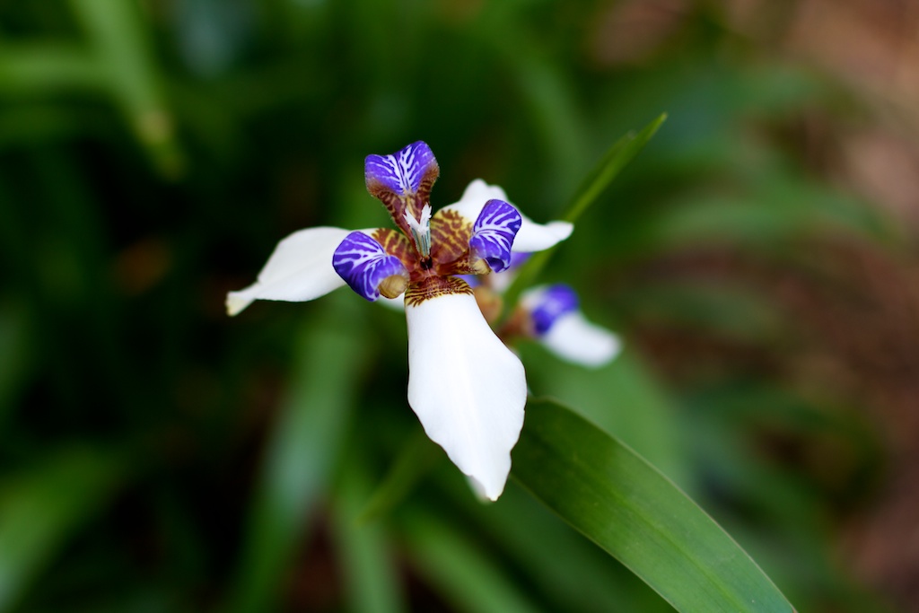 Spring Blossom