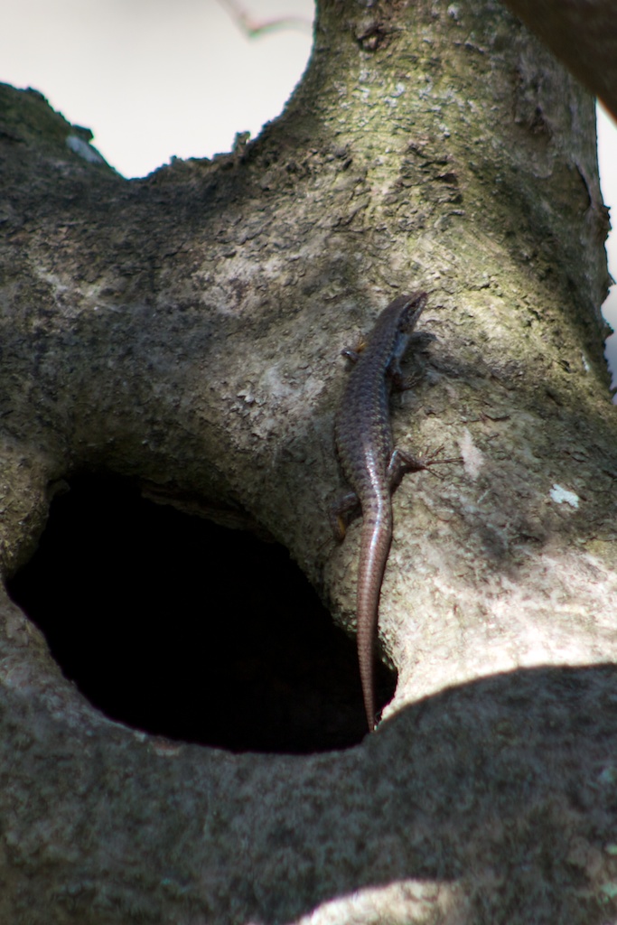 Bar-sided Skink