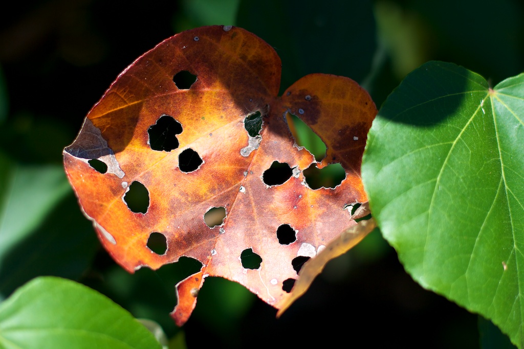 Partially-eaten Leaf