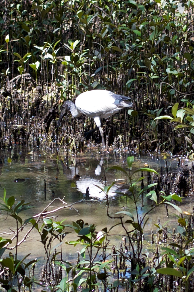 Reflected Ibis