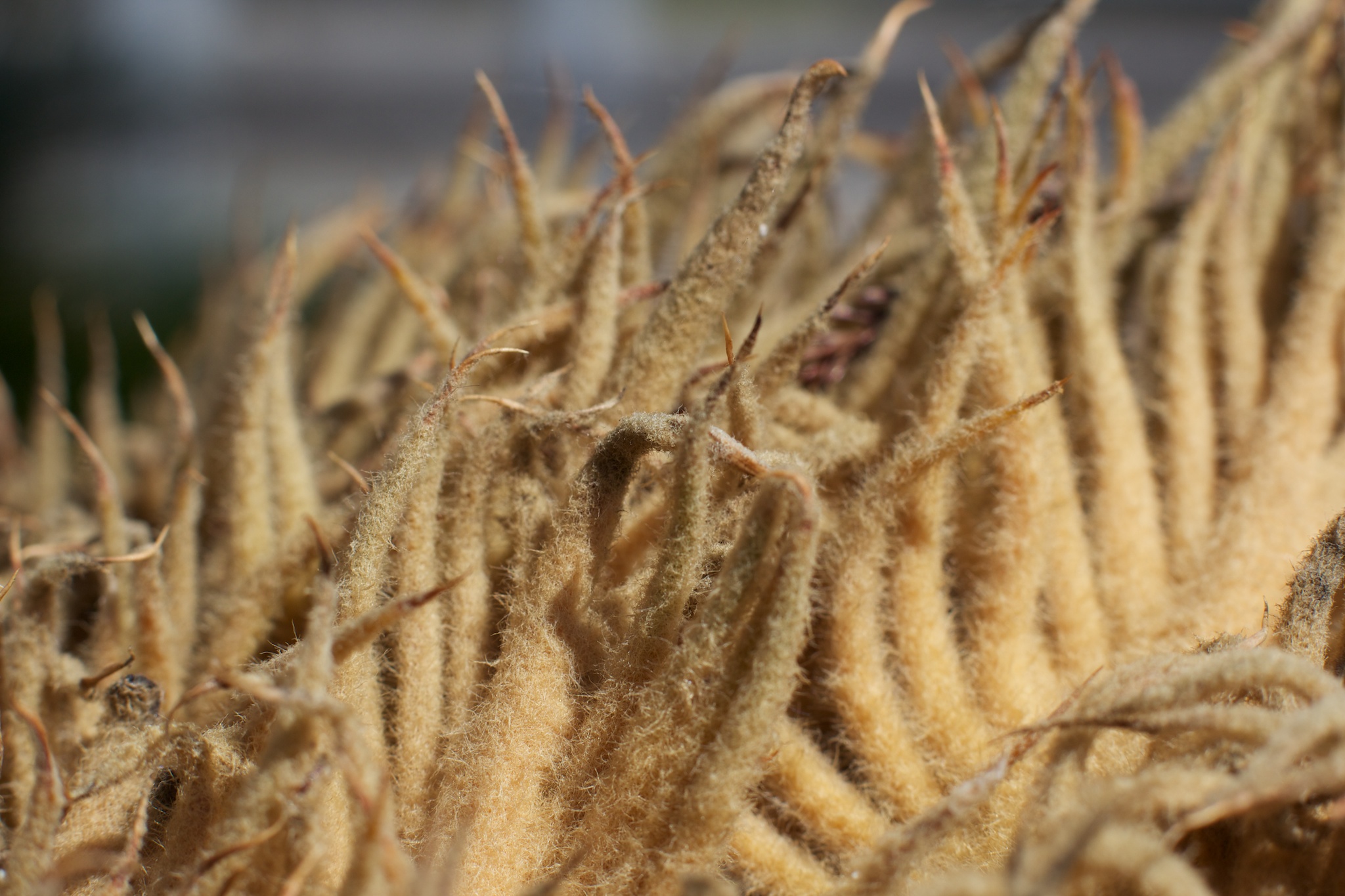 Palm tree bark detail