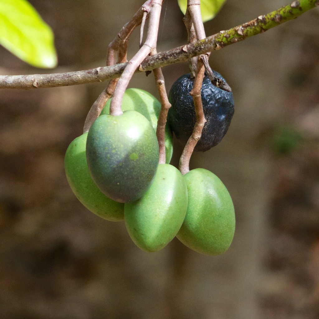 Berries