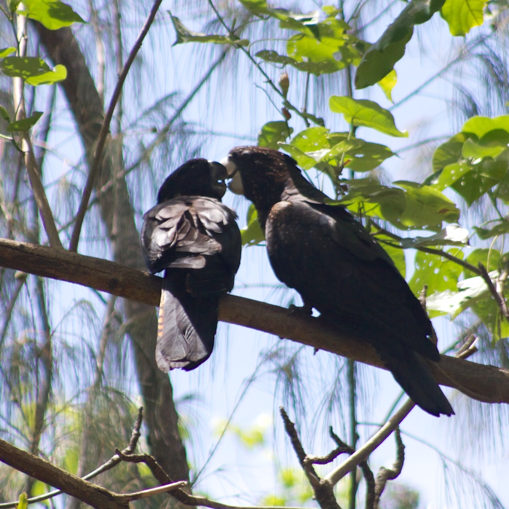 Black Cockatoo Couple