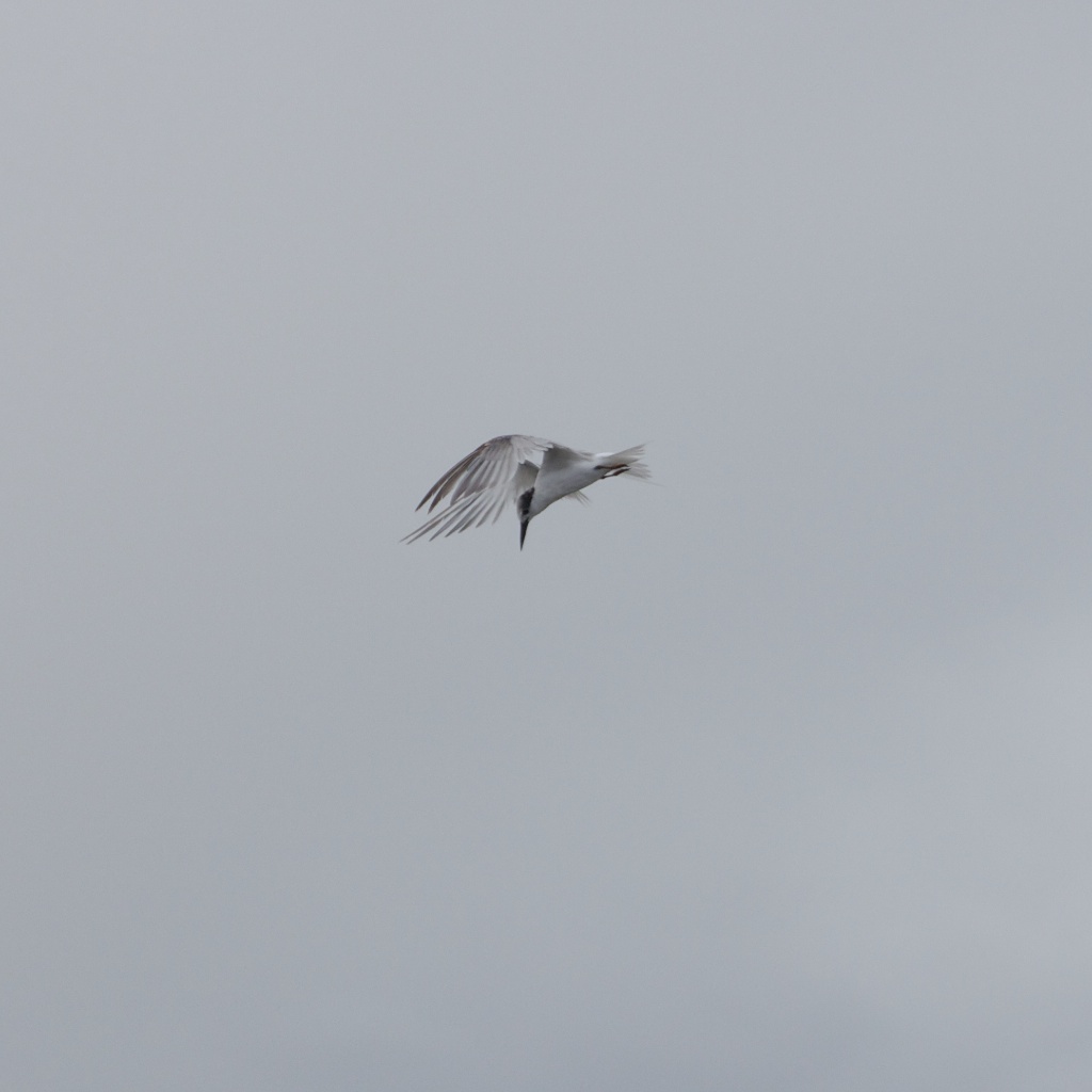 Common Tern