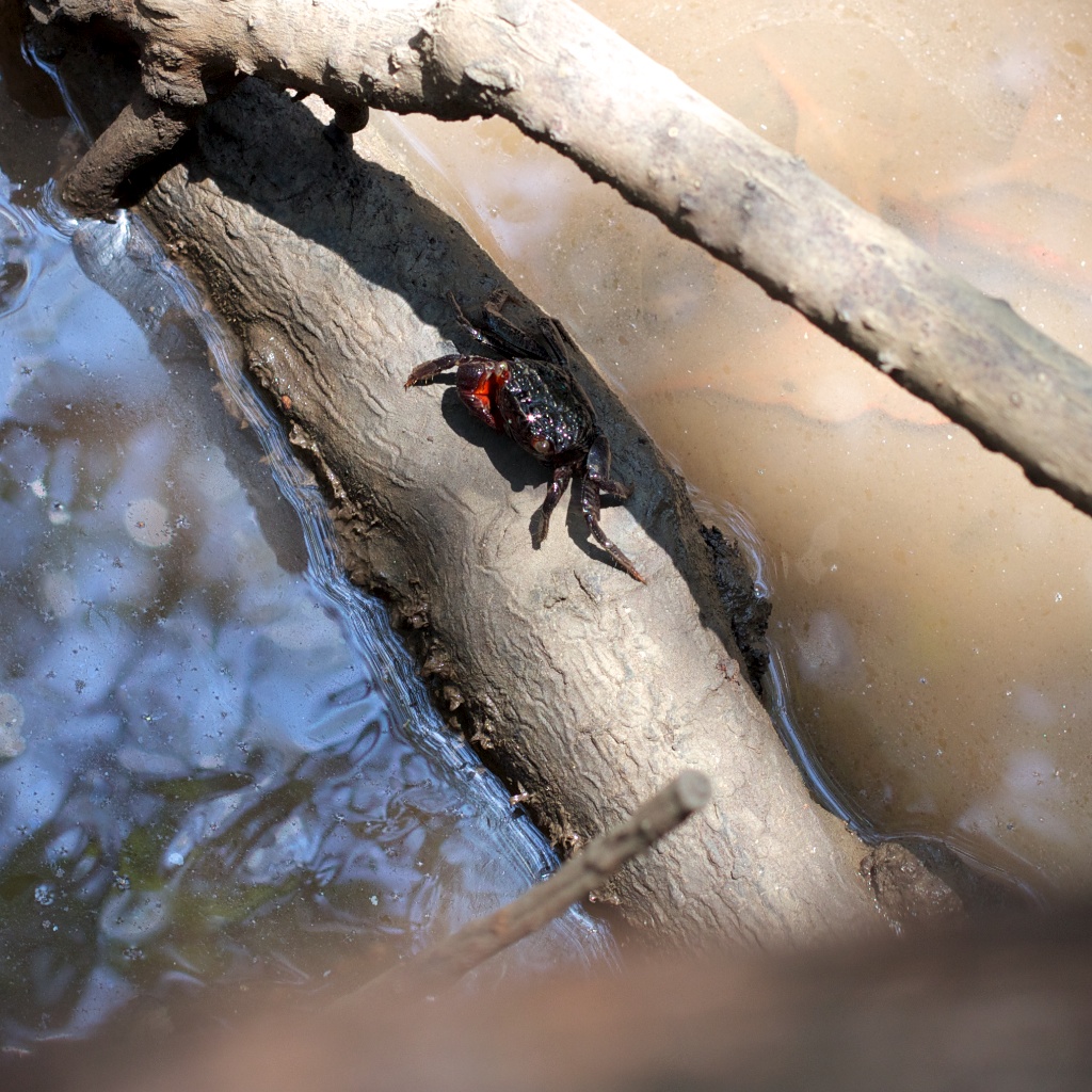 Black Crab