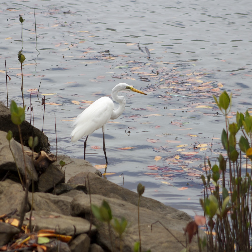 Egret