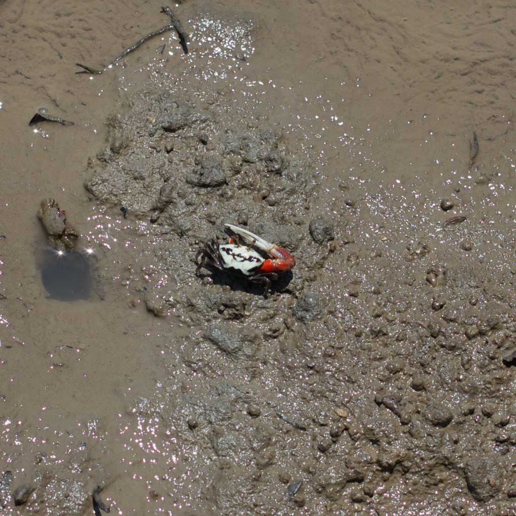 Fiddler Crab