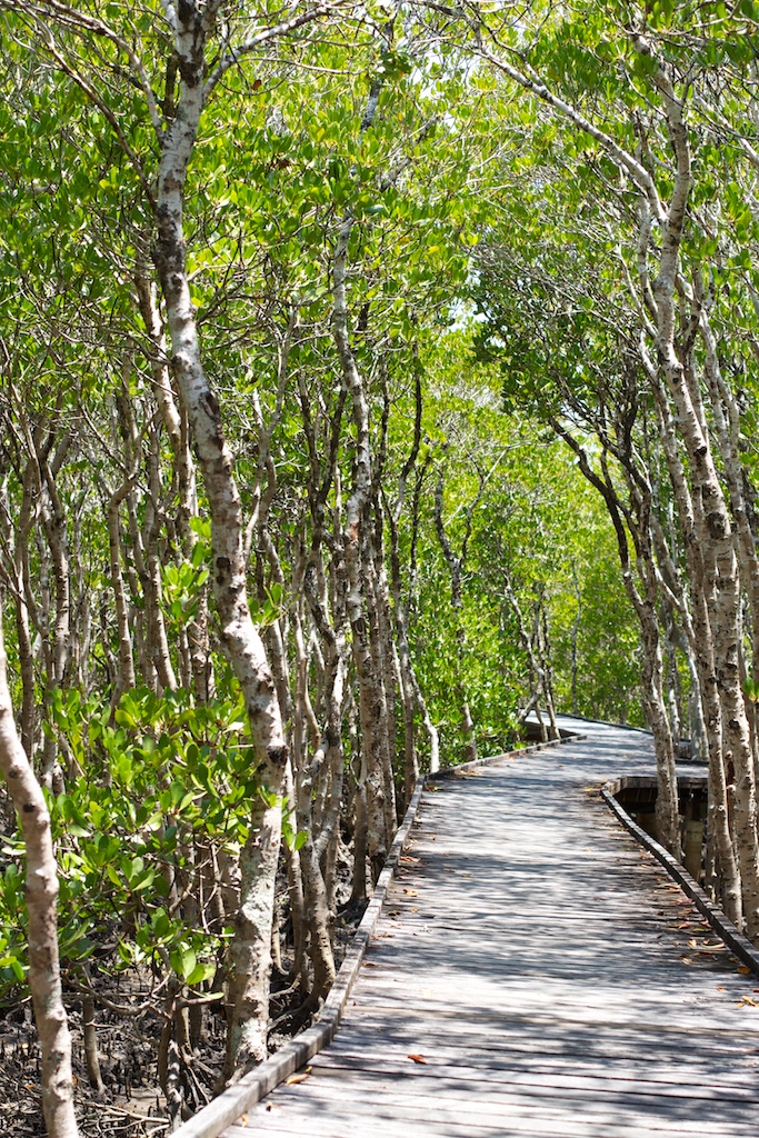 Mangrove Boardwalk