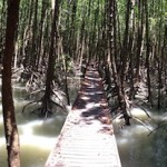 Mangrove Panorama