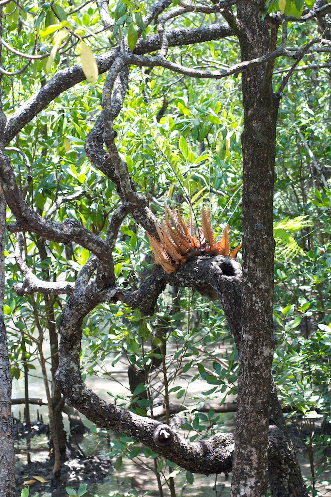 Mangroves