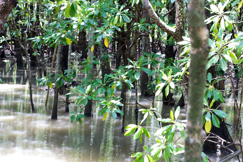 Mangroves